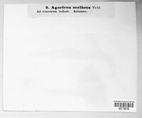 Armillaria mellea image